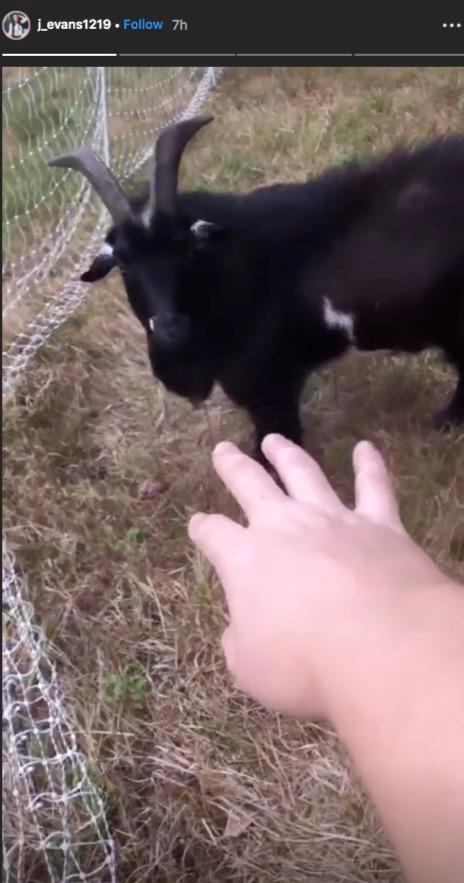 The family reportedly viewed the goat as a pet