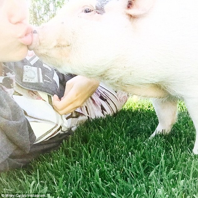 Hamming it up! Miley adopted the pet swine back in August after one of her beloved pups died, as she is pictured kissing Bubba Sue in an Instagram post from April