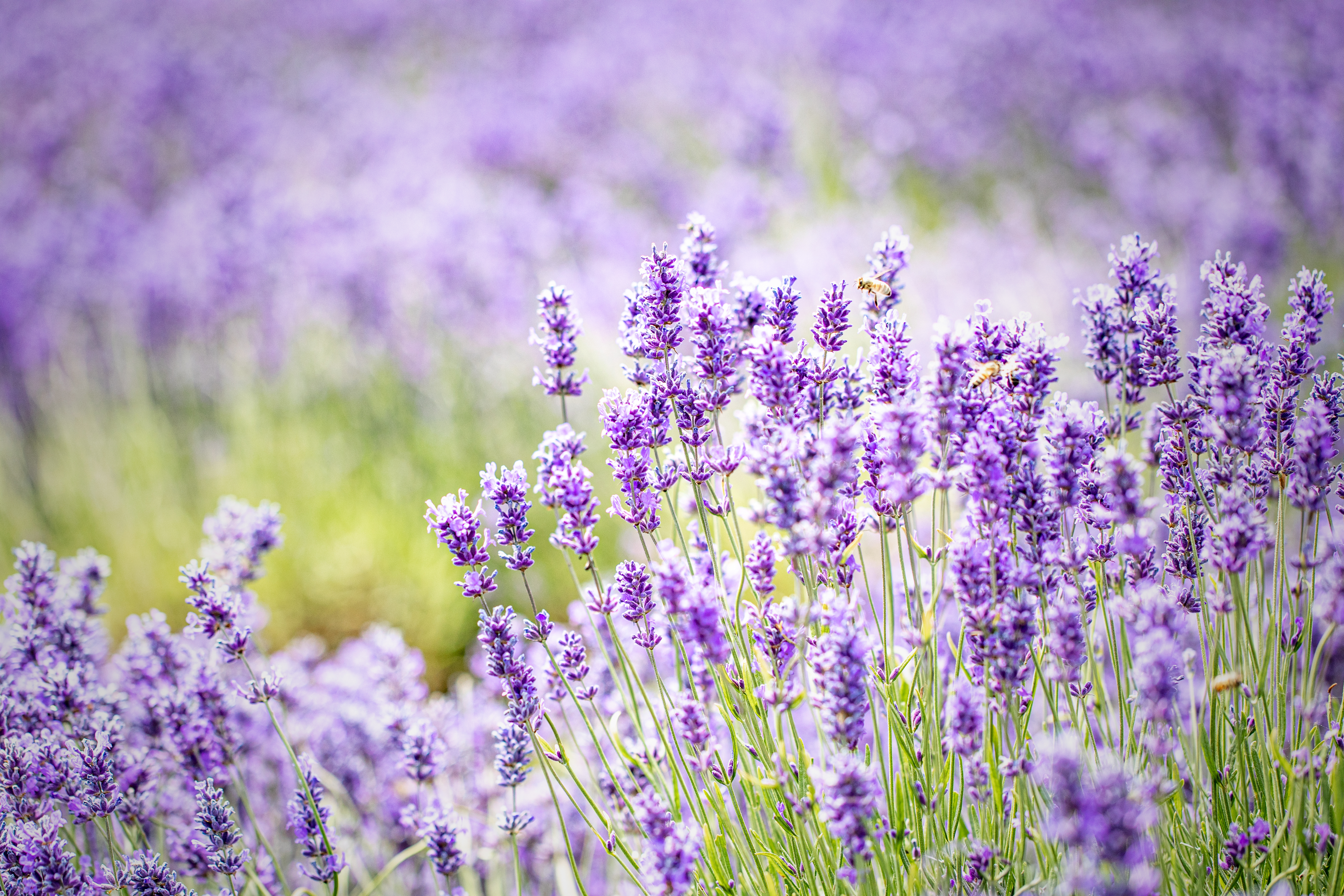 Lavender is great for adding colour and wildlife, says Jack