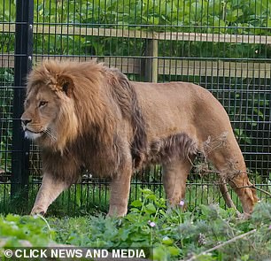 The pair reportedly spent the night together in one of the two luxury Lodges, which allow visitors to stay with the lions