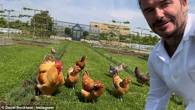 Adorable! David's flock of fowl have become recurring characters on the former sports star's social media, after installing a chicken and turkey coop in May