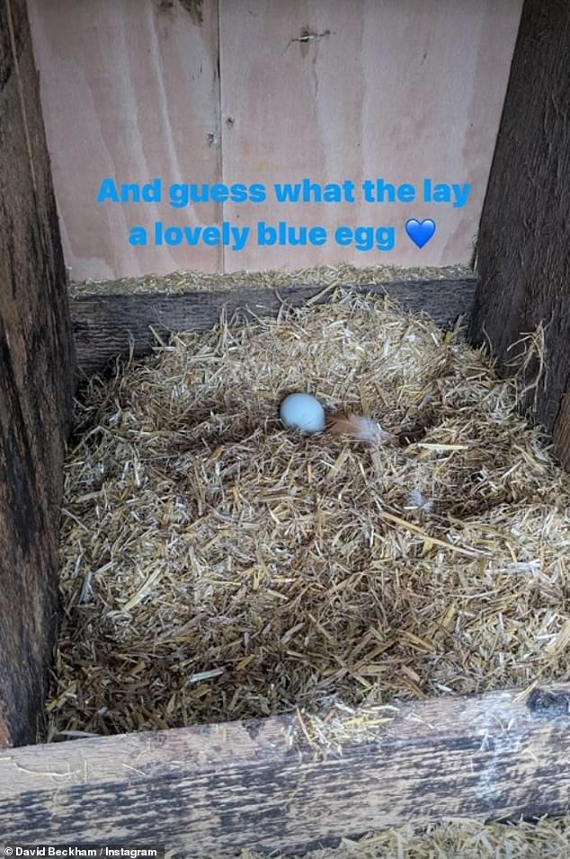 Eggxellent: 'And guess what they laid a lovely blue egg,' he wrote in one post