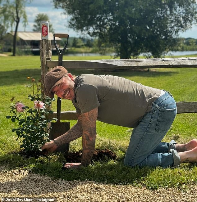 Beaming: David Beckham treated himself to a can of Stella while planting roses on Instagram on Sunday - as fans begged the BBC to give him his own gardening show