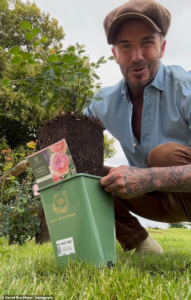 The videos racked up over one million likes, as people hailed the star the 'gardening influencer we never knew we needed' and shared their desire for him to get his own TV show