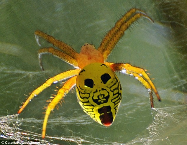 Can't be tamed: The yellow spider's pattern look like a face with its tongue sticking out - similar Miley Cyrus's favorite greeting